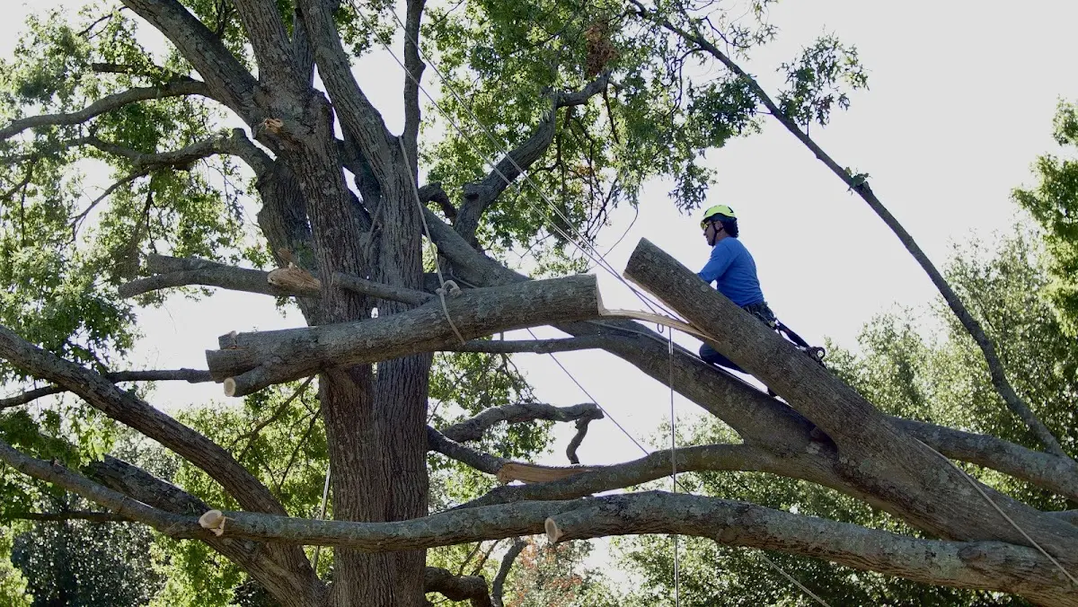Professional Hazardous Tree Removal performed by certified arborists in Ladoga