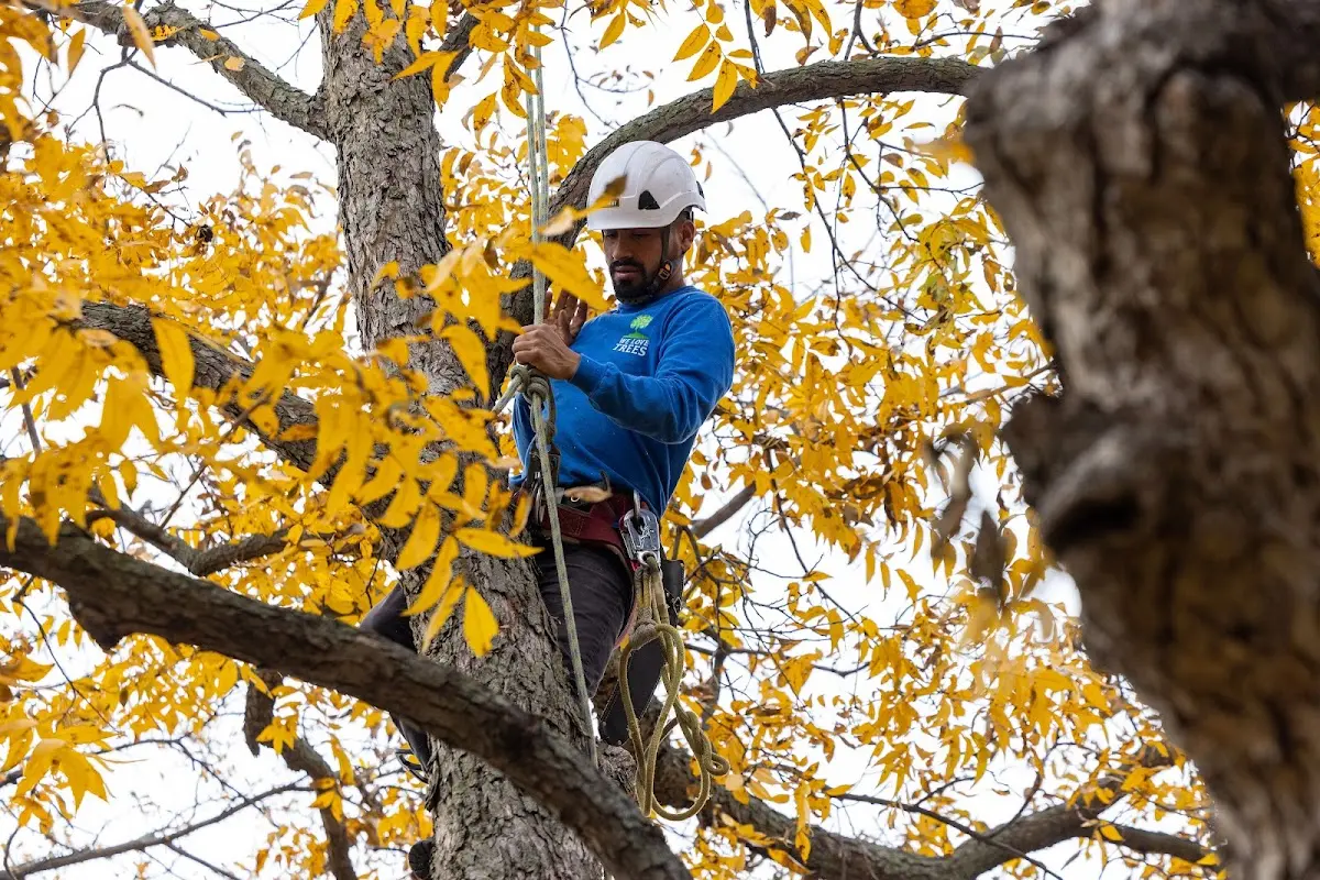 Skilled Tree Transplanting crew working in Ladoga